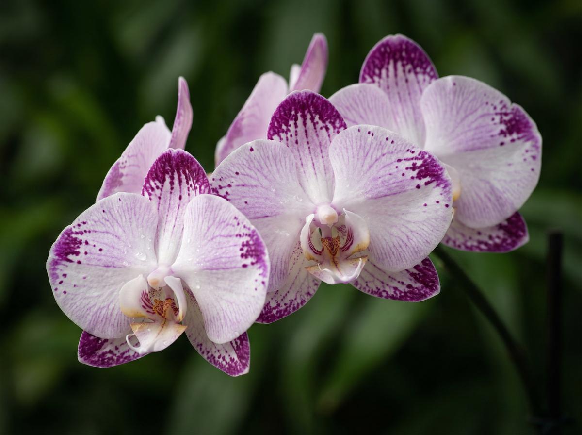 麻豆传媒兰花视频